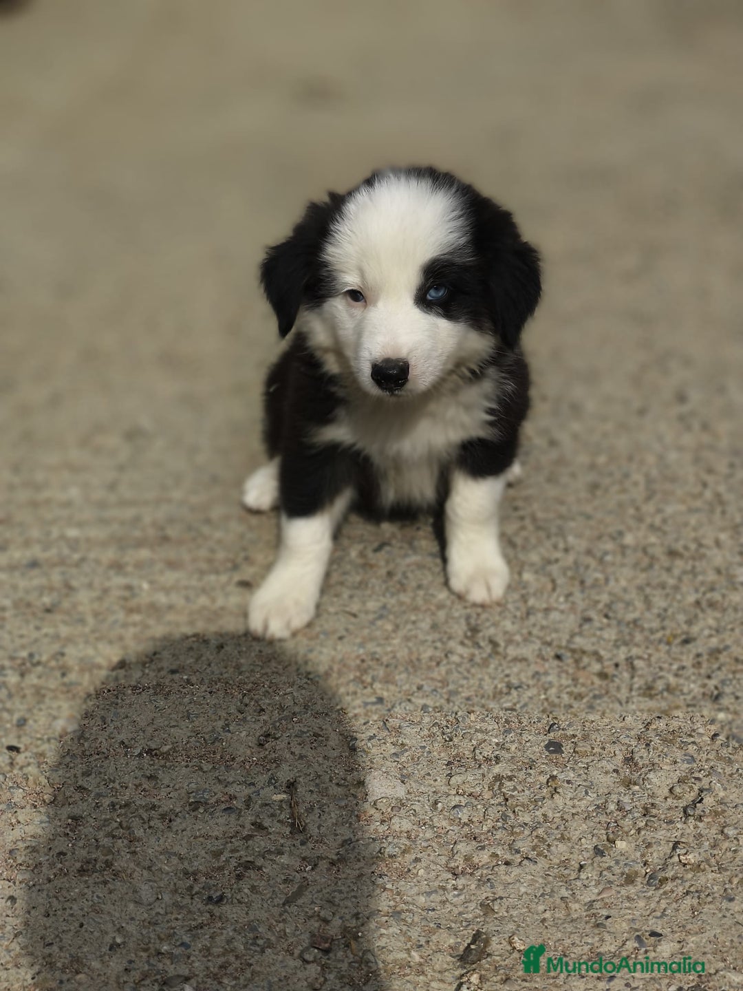 Border Collie perros en venta: Cachorros border collie blanco y negro  - Imagen 2