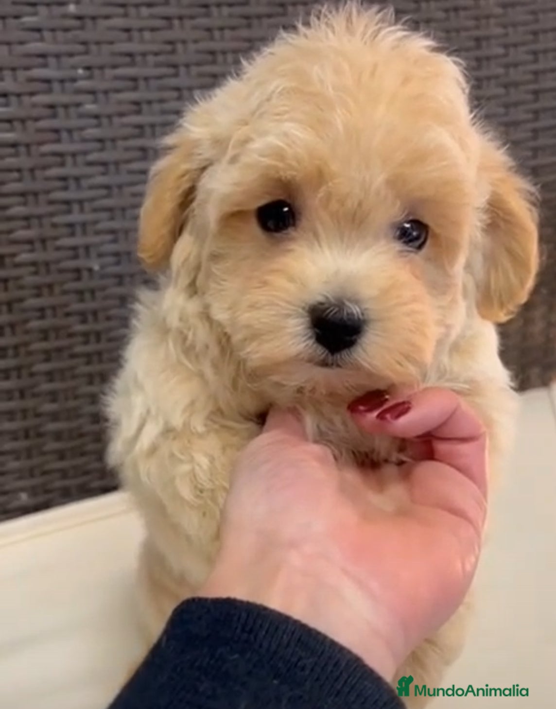 Maltipoo perros Maltipoo  - Anuncio 3