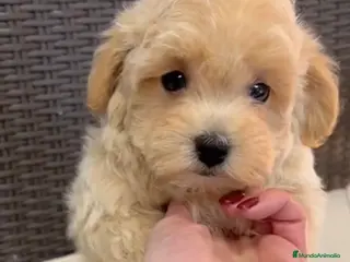 Maltipoo perros Maltipoo - Anuncio 3