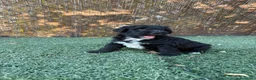 Perro de Agua Español perros en venta: PERRO DE AGUA - Anuncio 4
