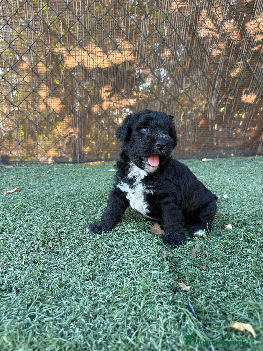 Perro de Agua Español perros en venta: PERRO DE AGUA - Anuncio 4