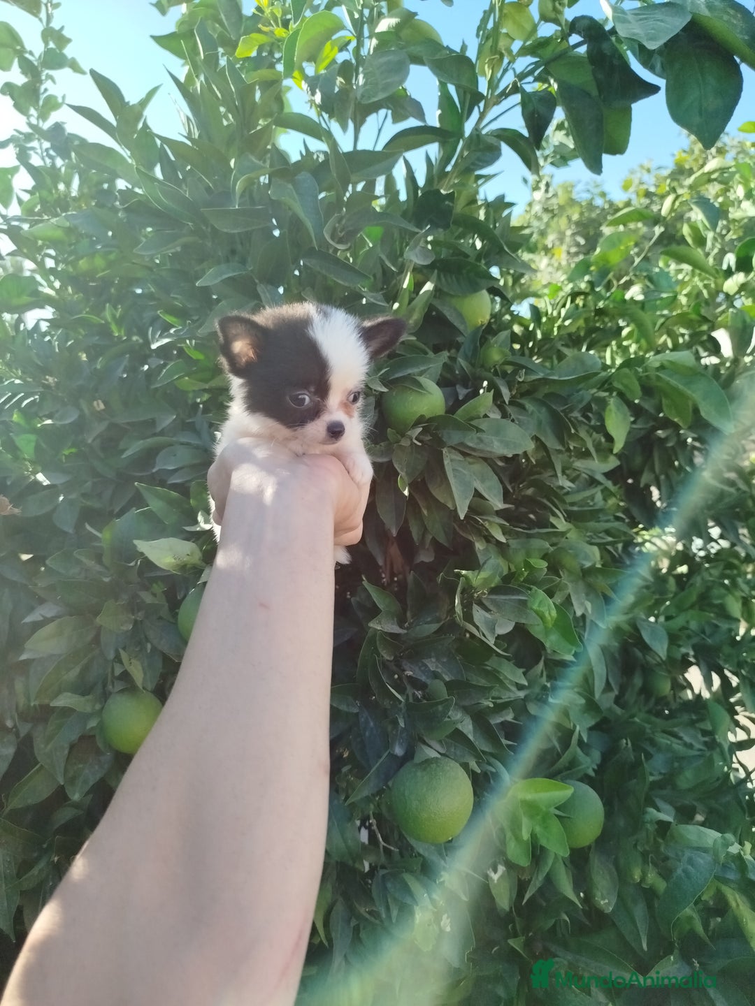 Chihuahua perros en venta: Chihuahua  - Imagen 3