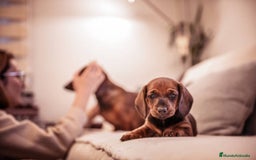 Teckel Miniatura perros en venta: TECKEL MINIATURA CACHORROS  - Imagen 4