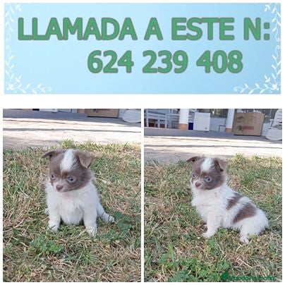 Chihuahua perros PRECIOSOS CHIHUAHUA RUSO Y ASIÁTICO   - Anuncio 1