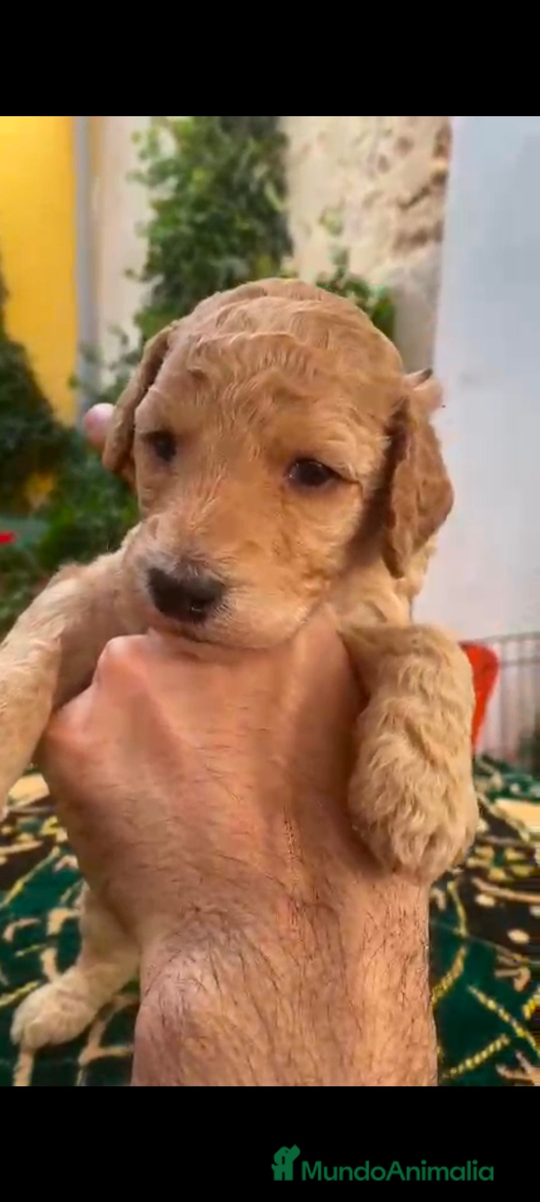 Caniche Gigante perros en venta: Caniche gigante machos  - Anuncio 2