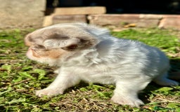 Chihuahua perros en venta: Chihuahua pelo largo Toy  - Anuncio 5