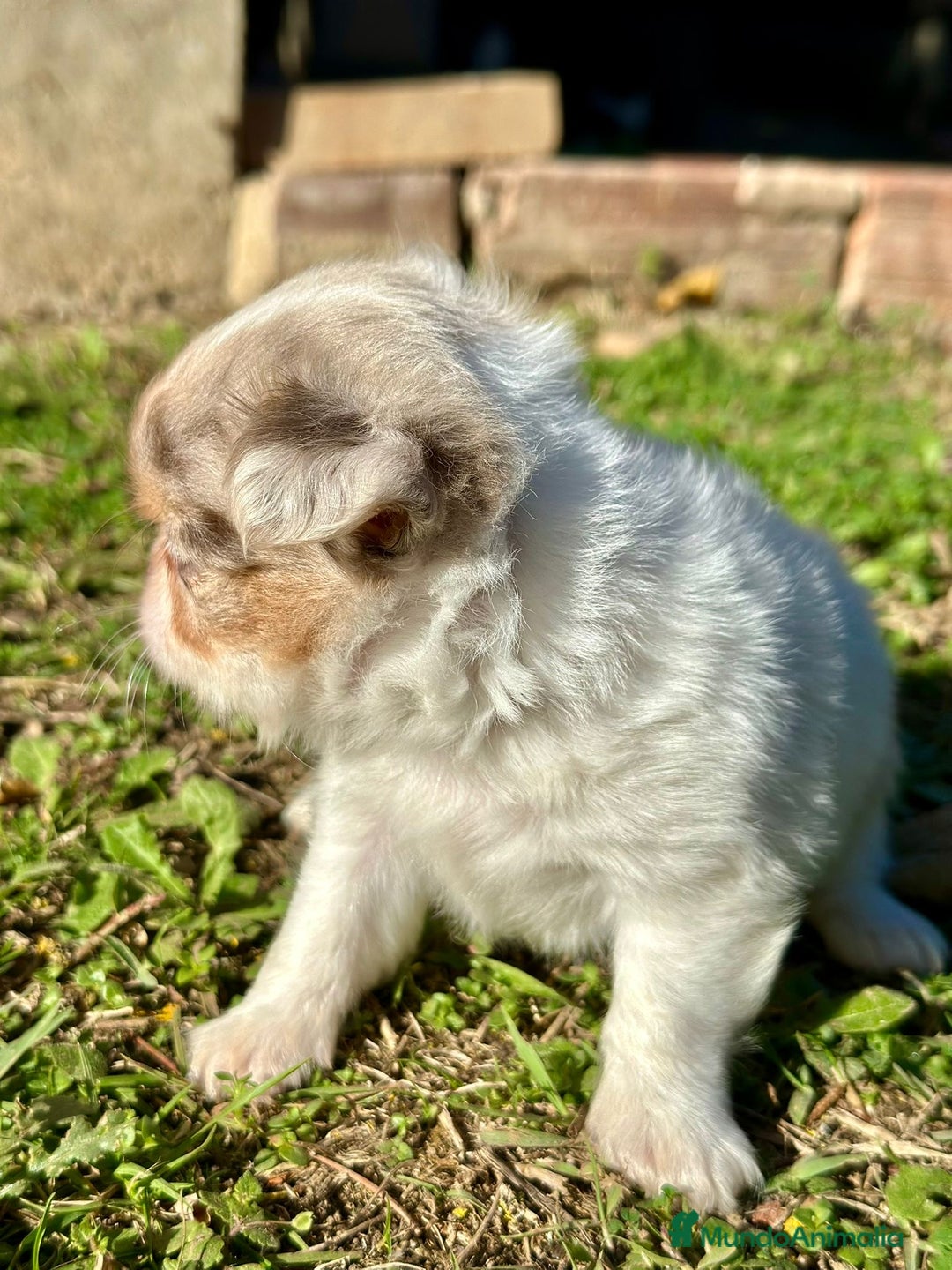 Chihuahua perros en venta: Chihuahua pelo largo Toy  - Anuncio 5