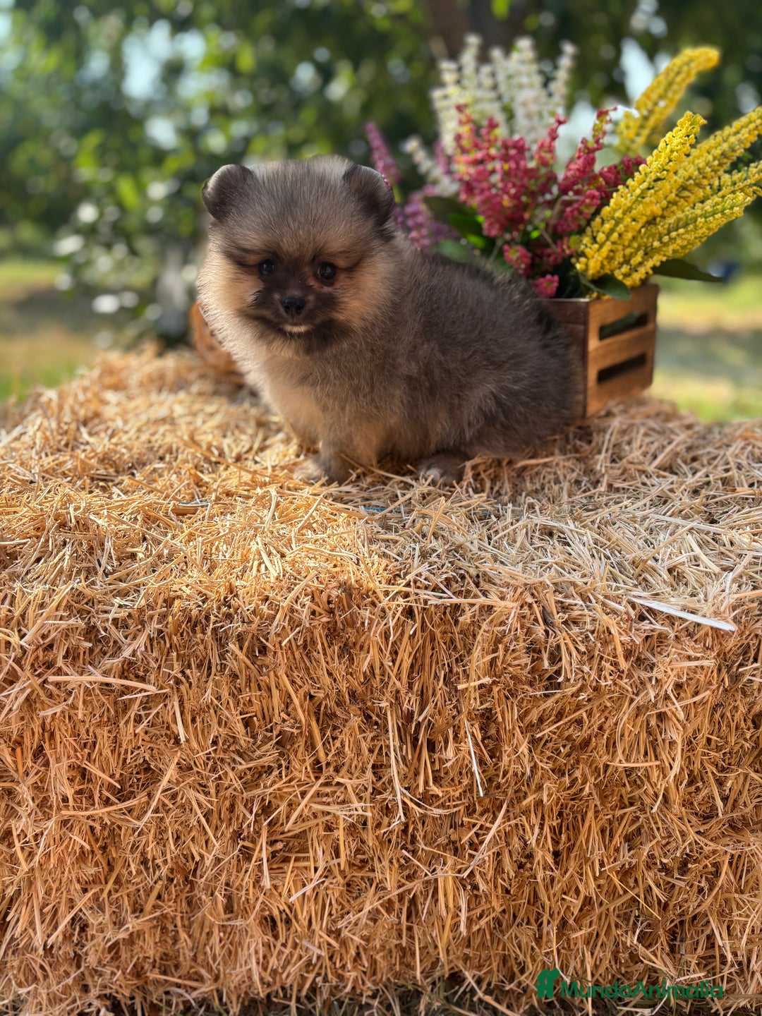 Pomerania perros en venta: Pomerania macho color sable disponible  - Imagen 1