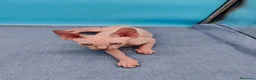Sphynx gatos en venta: Impresionante machito ojos azules  - Anuncio 3