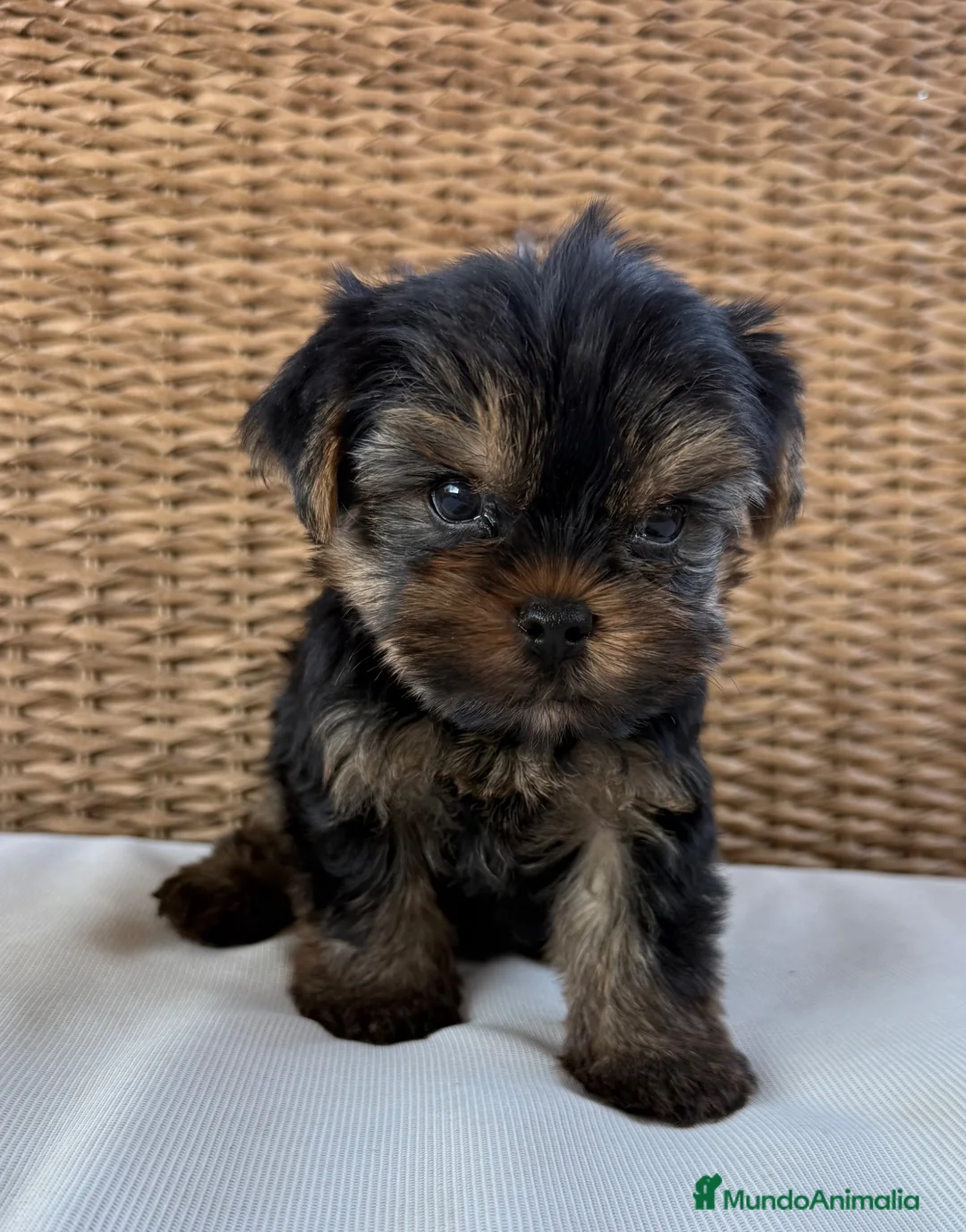 Yorkshire Terrier perros en venta: maravilloso Yorkshire Terrier  - Anuncio 2