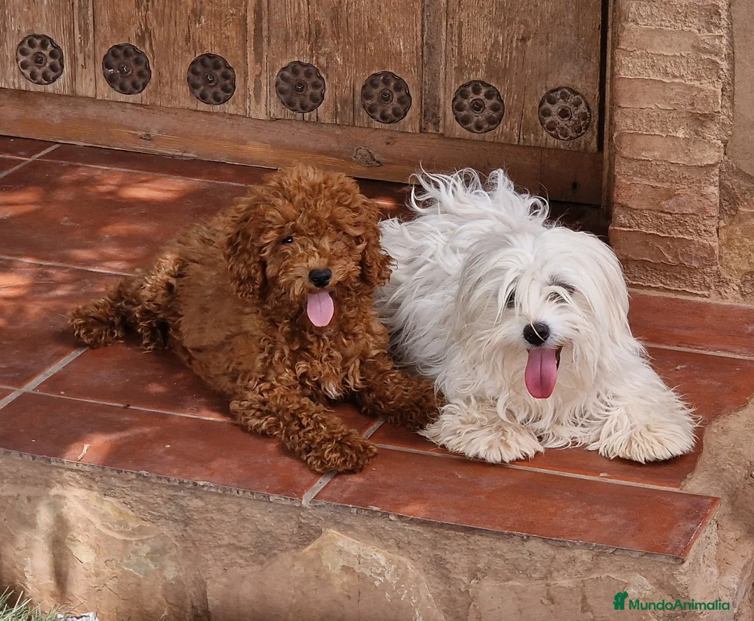 Maltipoo perros en venta: Maltipoo - Anuncio 1
