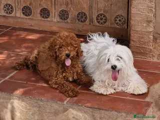 Maltipoo perros Maltipoo - Anuncio 2