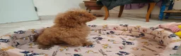 Caniche Toy perros en venta: Caniche Toy - Anuncio 5