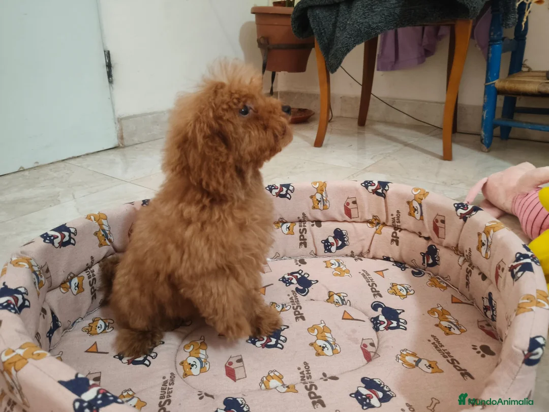 Caniche Toy perros en venta: Caniche Toy - Anuncio 5