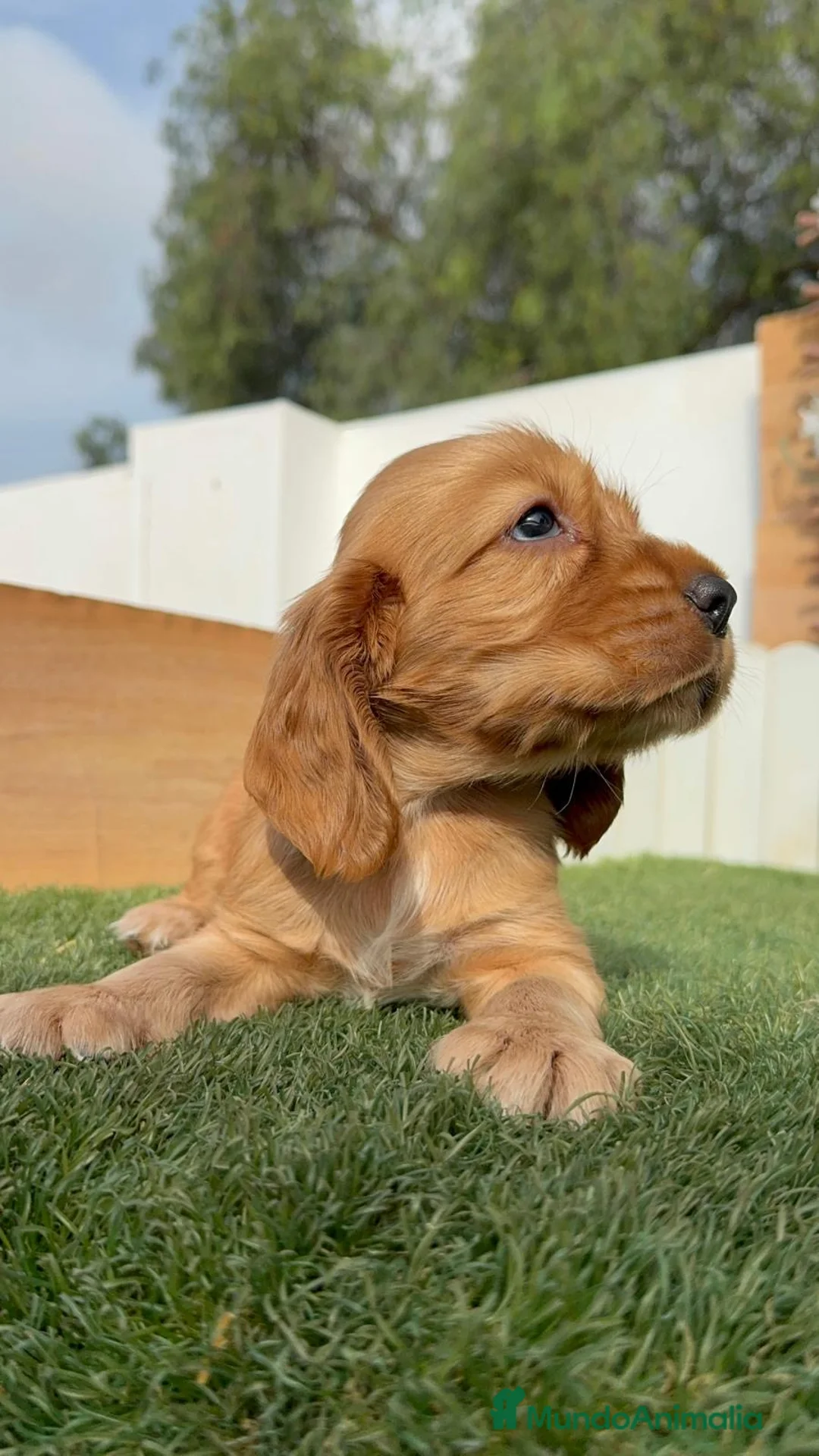 Cocker Spaniel Inglés perros en venta: 🐶 COCKER HEMBRA DISPONIBLE – MASCOTAS DEL SUR 🐶 - Anuncio 5