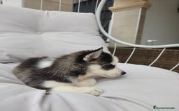 Husky Siberiano perros en venta: Husky siberiano ♀️♂️ DISPONIBLE  - Imagen 6