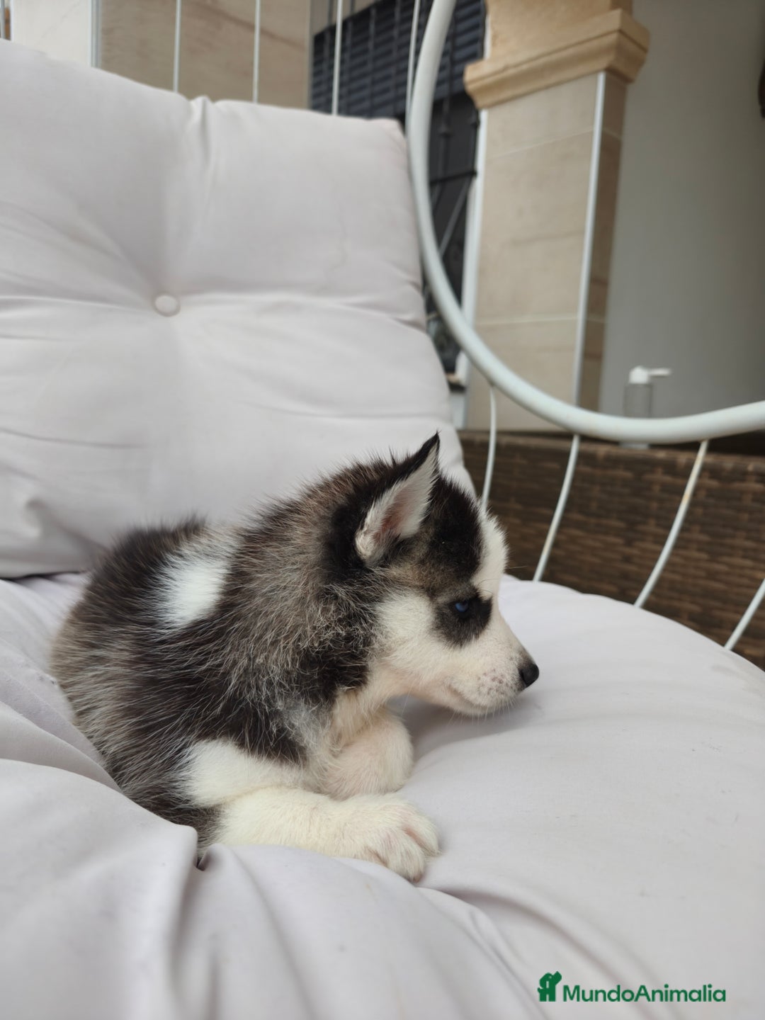 Husky Siberiano perros en venta: Husky siberiano ♀️♂️ DISPONIBLE  - Imagen 6