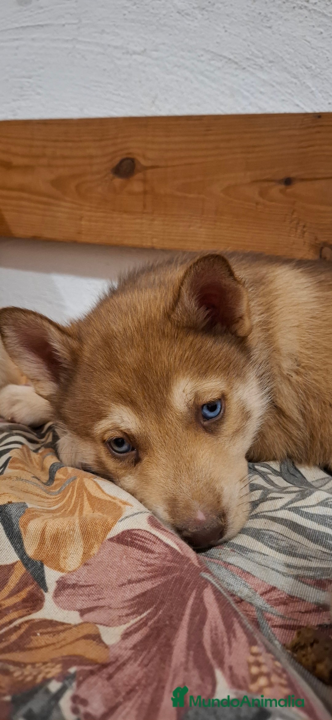 Husky Siberiano perros en venta: Husky siberiano - Anuncio 7