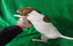 Jack Russell Terrier perros en venta: Jack Russell  - Imagen 3