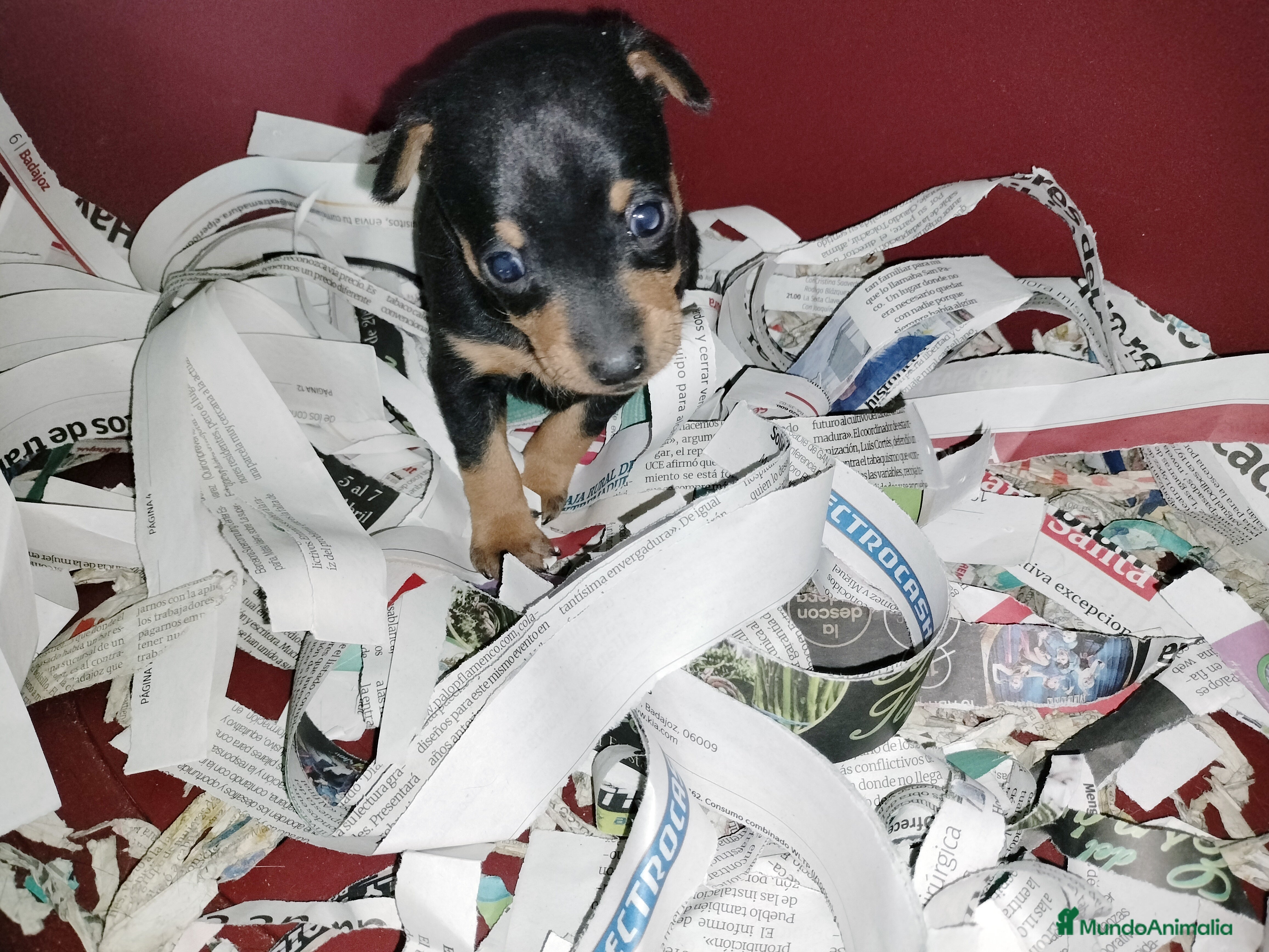 Pinscher Miniatura perros Pincher miniatura en Badajoz - Anuncio 30