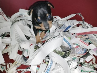 Pinscher Miniatura perros en Badajoz - Anuncio 29