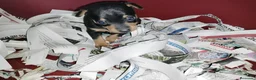 Pinscher Miniatura perros en venta: Pincher miniatura en Badajoz - Anuncio 1