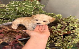Maltipoo perros en venta: Maltipoo muy guapos !!!! - Imagen 5