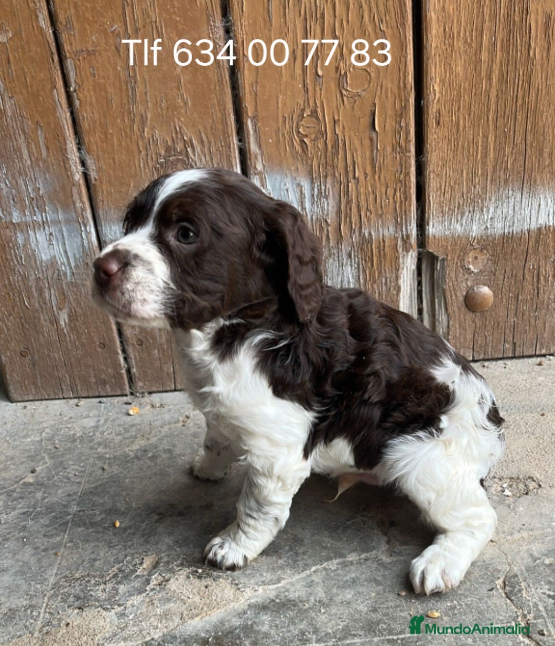 Épagneul Breton perros Impresionante cachorro Spaniel Bretón  - Anuncio 1