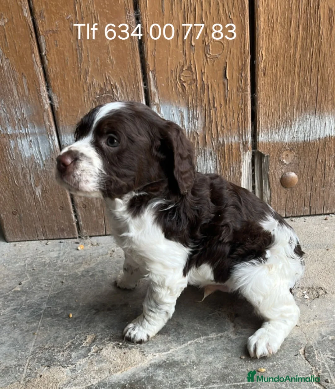 Épagneul Breton perros en venta: Impresionante cachorro Spaniel Bretón  - Anuncio 1