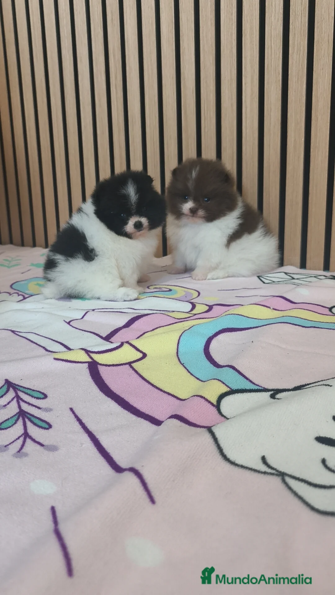 Pomerania perros en venta: Pomerania TOY Party ♀️♂️ - Anuncio 14