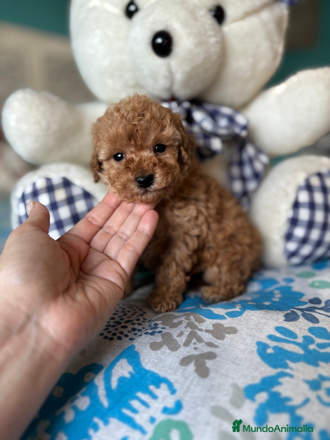 Caniche Toy perros en venta: Caniche Toy Apricot Hembra disponible  - Anuncio 3