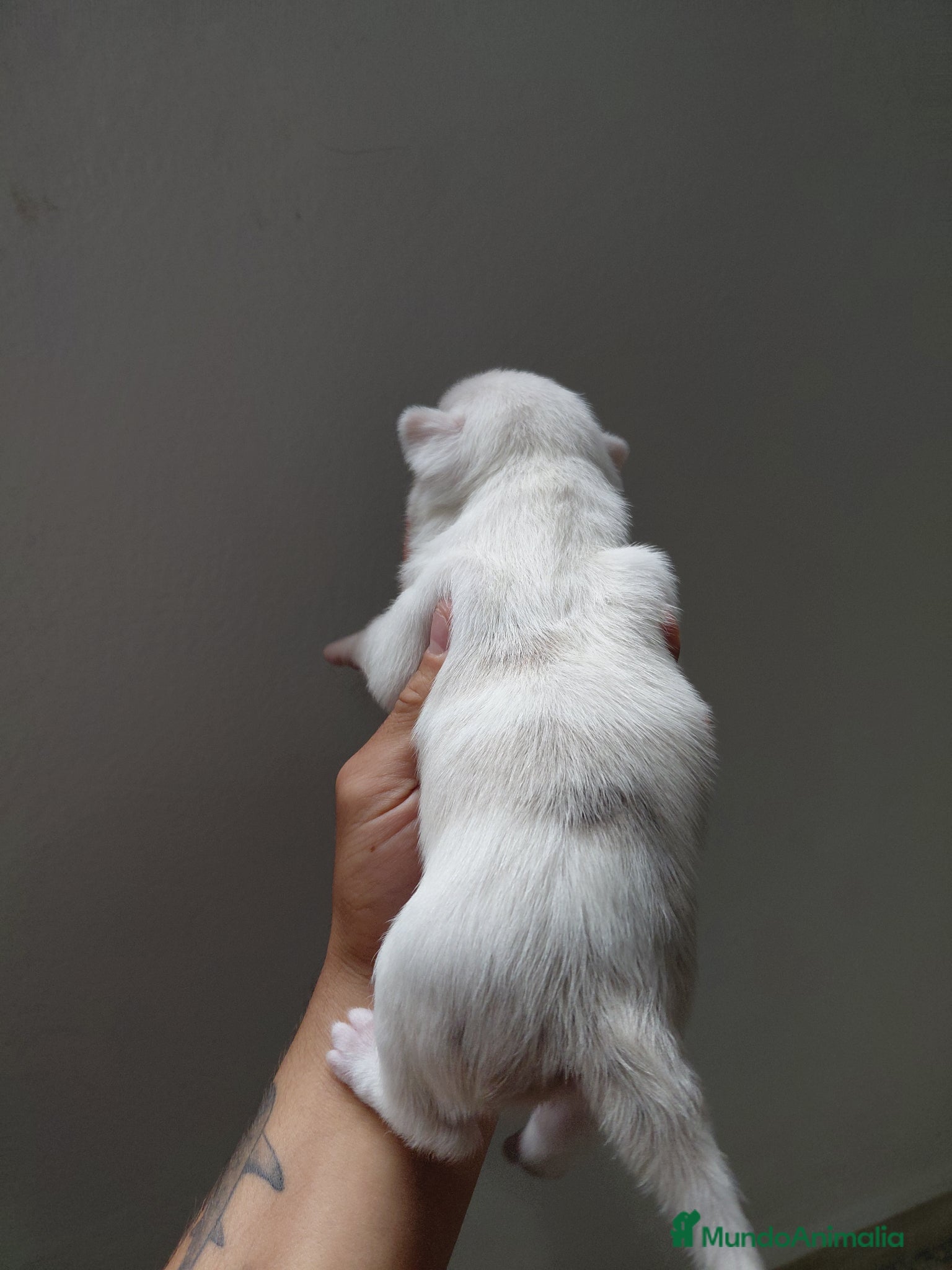 Chihuahua perros Chihuahuas - Anuncio 1