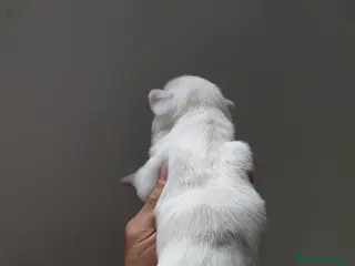 Chihuahua perros Chihuahuas - Anuncio 1