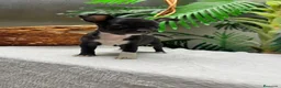 Chihuahua perros en venta: CHIHUAHUA HEMBRA - Anuncio 3