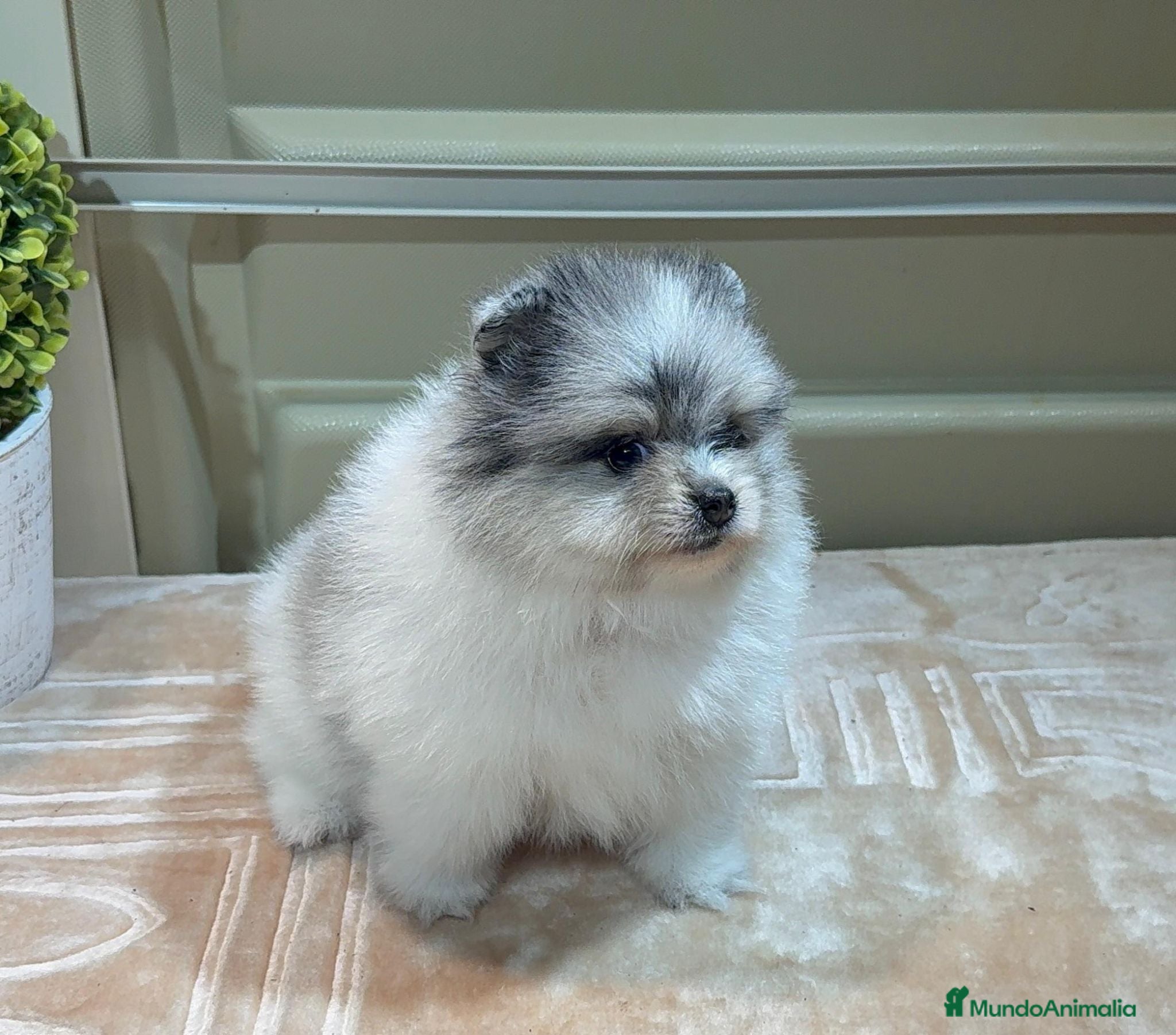 Pomerania perros POMERANIAS - Anuncio 1