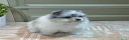 Pomerania perros en venta: POMERANIAS - Anuncio 1