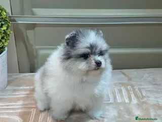 Pomerania perros POMERANIAS - Anuncio 6