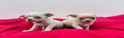 Chihuahua perros en venta: Chihuahua mini - Anuncio 4