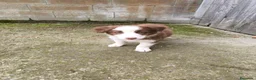 Border Collie perros en venta: Cachorros border collie chocolate! - Anuncio 1