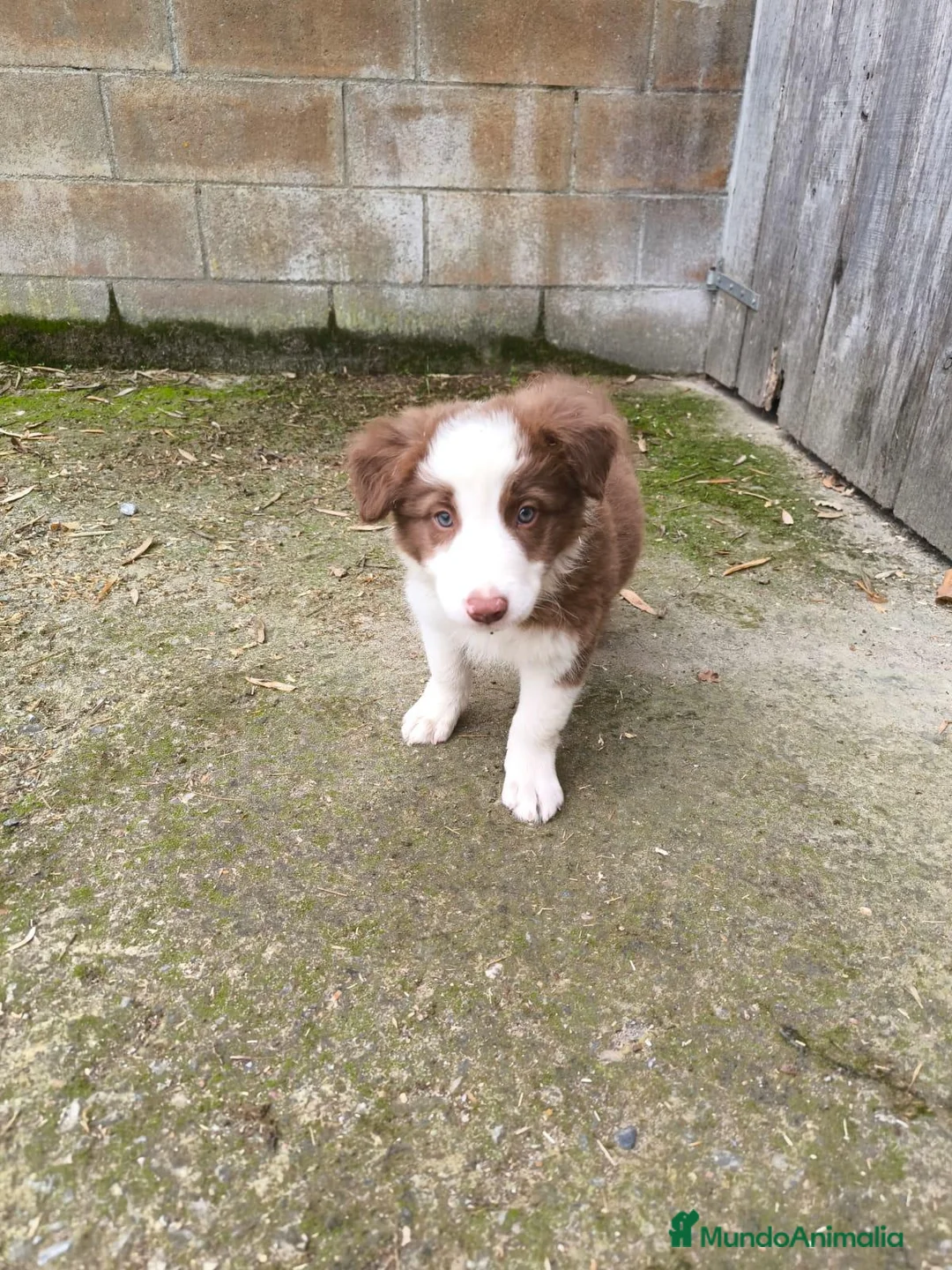 Border Collie perros en venta: Cachorros border collie chocolate! - Anuncio 1