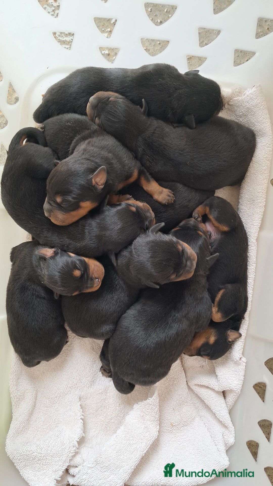Rottweiler perros en venta: Bebés Rottweiler  - Imagen 2