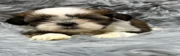 Shih Tzu perros en venta: Shih Tzu macho  - Anuncio 2