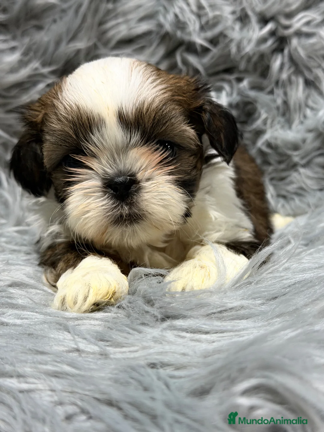 Shih Tzu perros en venta: Shih Tzu macho  - Anuncio 2