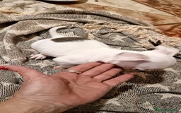 Chihuahua perros en venta: Chihuahua toy exclusivos - Anuncio 6