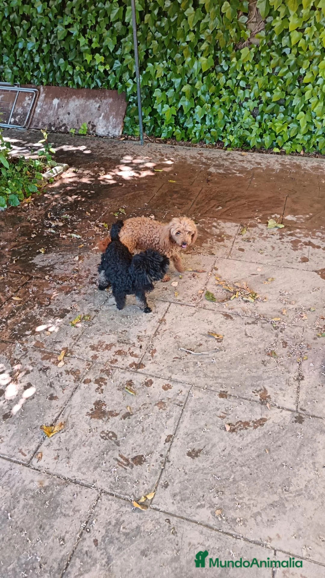 Caniche Toy perros en venta: Caniche toy rojo - Anuncio 3