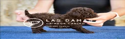 Caniche Enano perros en venta: Cachorros de Caniche - Anuncio 2