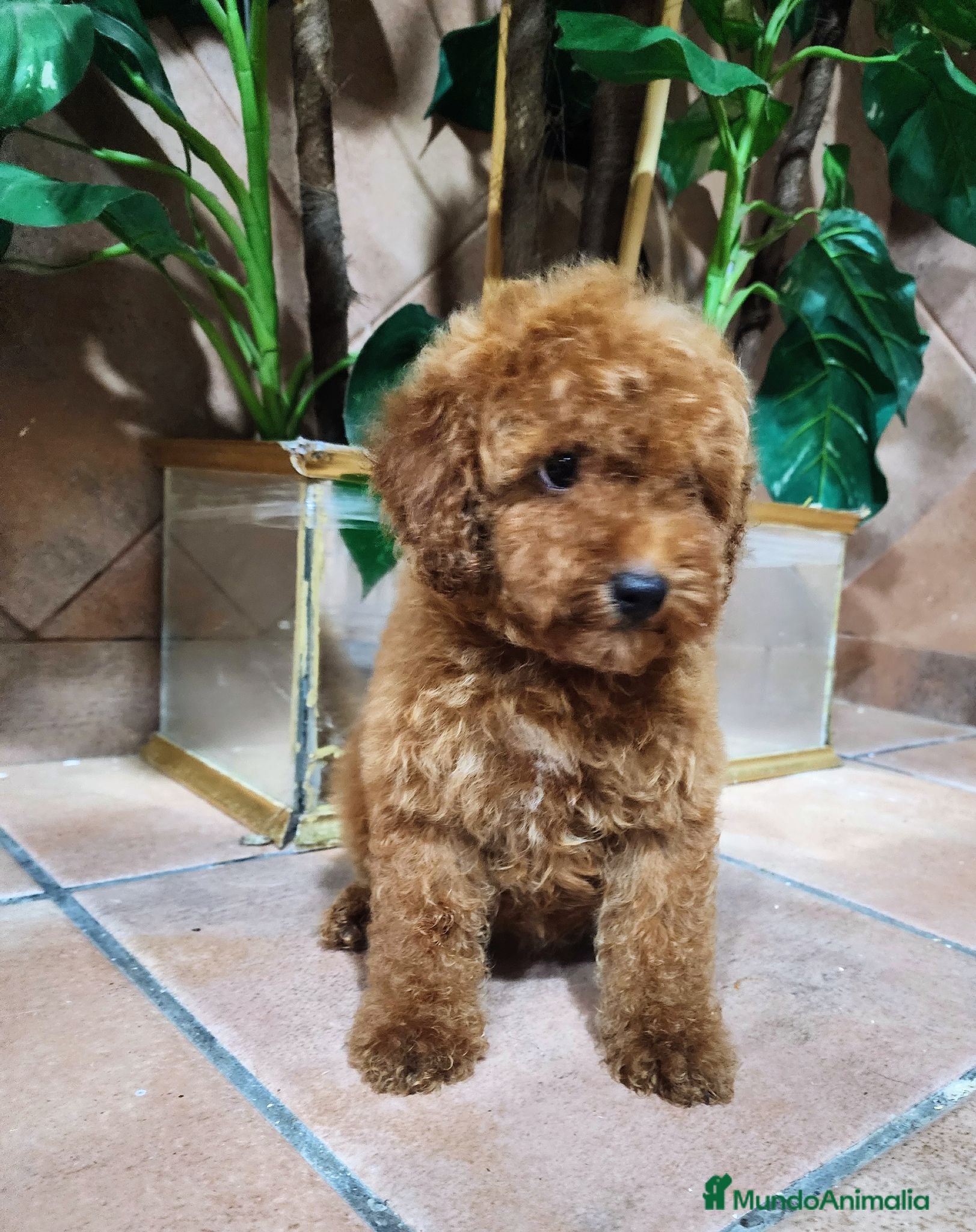 Caniche Toy perros Caniche toy hembrita pre io real - Anuncio 1