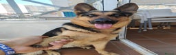 Pastor Alemán perros en venta: PASTORES ALEMANES  en Murcia - Anuncio 3
