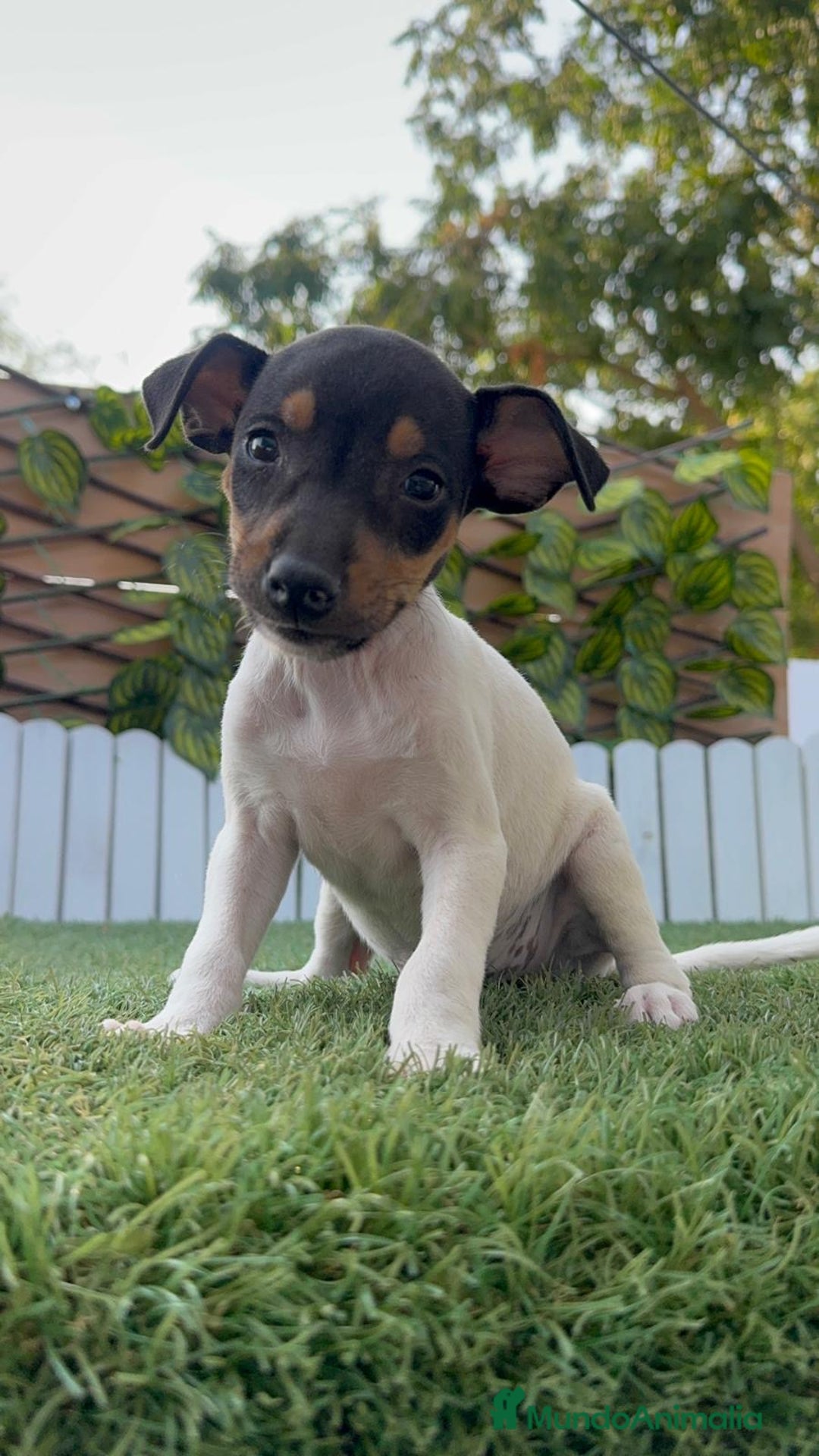 Ratonero Bodeguero Andaluz perros en venta: BODEGUERO ANDALUZ - Imagen 6