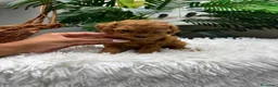 Caniche Toy perros en venta: CANICHE TOY - Anuncio 16